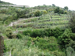 Vignoble proche Monterosso